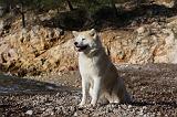 AKITA INU 262